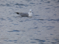 Larus canus