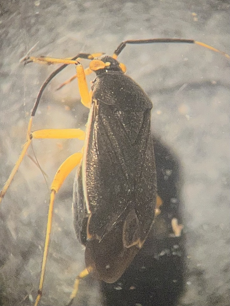 Polymerus punctipes