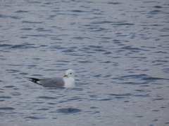 Larus canus