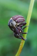 Sternuchopsis ceylonensis