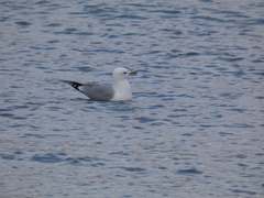 Larus canus