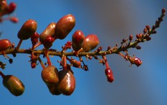 Lannea coromandelica