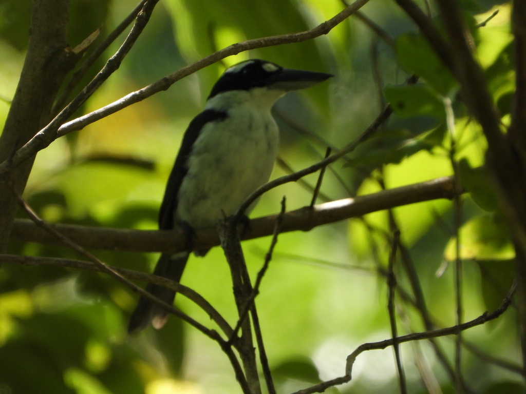 Cekakak murung (Todiramphus funebris)