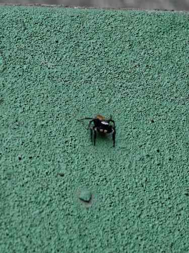 White-eyebrowed Jumping Spider