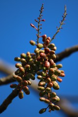 Lannea coromandelica