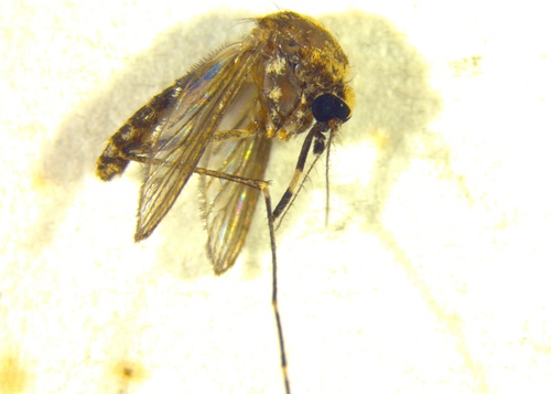 Culex starckeae