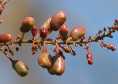 Lannea coromandelica