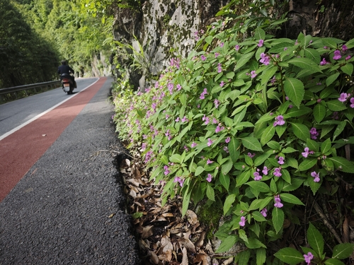 Impatiens chekiangensis