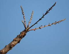 Lannea coromandelica