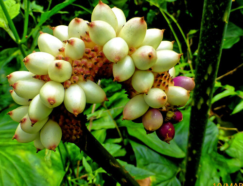 Anchomanes difformis, photograph 5