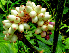 Anchomanes difformis, photograph (c) Philippe Hornus, some rights reserved (CC BY)