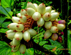 Anchomanes difformis, photograph (c) Philippe Hornus, some rights reserved (CC BY)