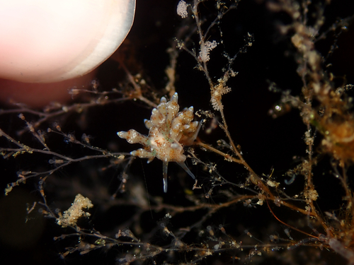 Eubranchulus rupium