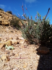 Pelargonium laevigatum laevigatum
