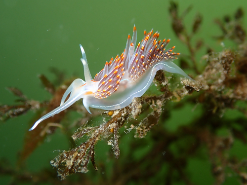 Hermissenda crassicornis