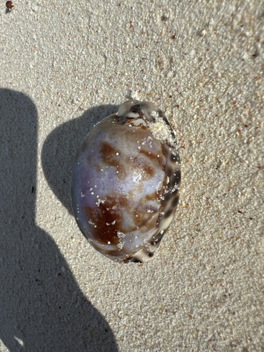 Cypraea histrio observed 2026-05-07