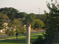 Furnarius rufus
