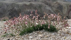 Silene turgida