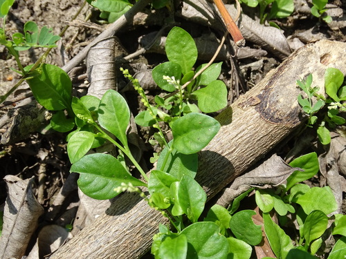 Weak jumby pepper (Microtea debilis)