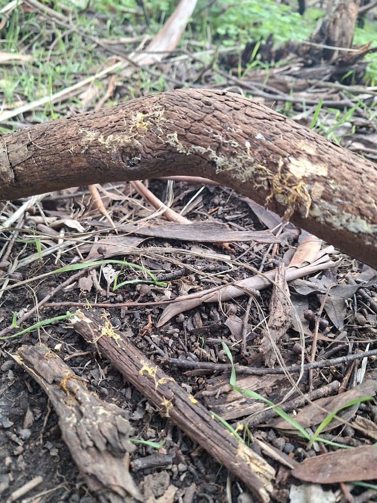Rhizochaete filamentosa · May 2026 · photo: © jessbamford (iNaturalist, cc-by-sa)