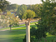 Furnarius rufus