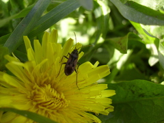 Rhyparochromus