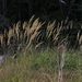 Calamagrostis canadensis imberbis - Photo (c) Rob Routledge, algunos derechos reservados (CC BY-NC), subido por Rob Routledge