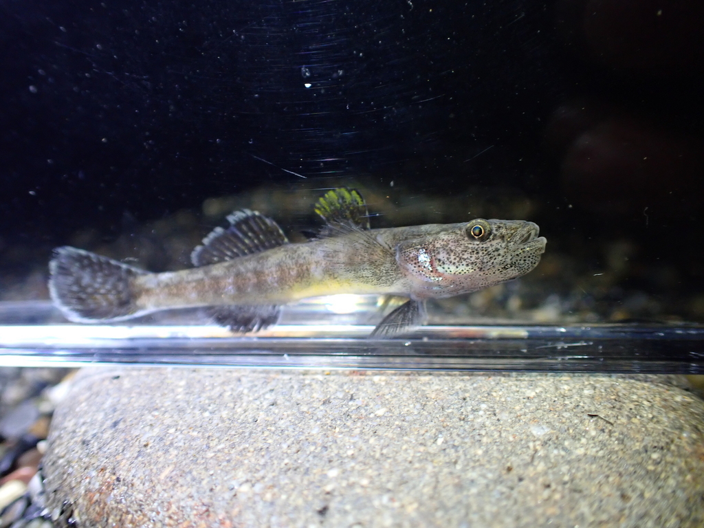 Isaza goby (Gymnogobius isaza) — Gobiidae