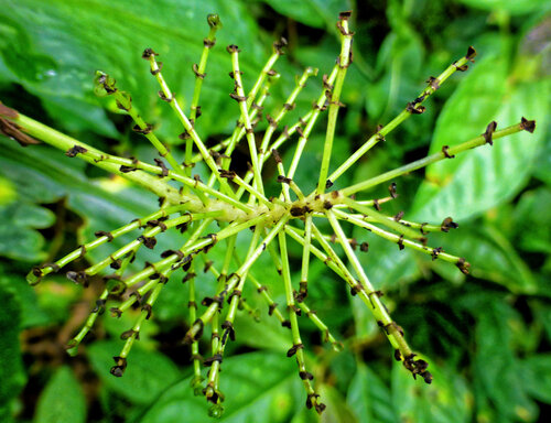 Aneilema beniniense, photograph 3