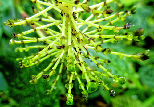 Aneilema beniniense, photograph 2