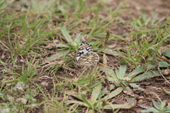 Melanargia occitanica