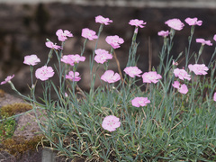 Dianthus gratianopolitanus