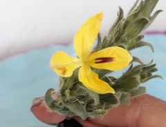 Tetramerium glandulosum