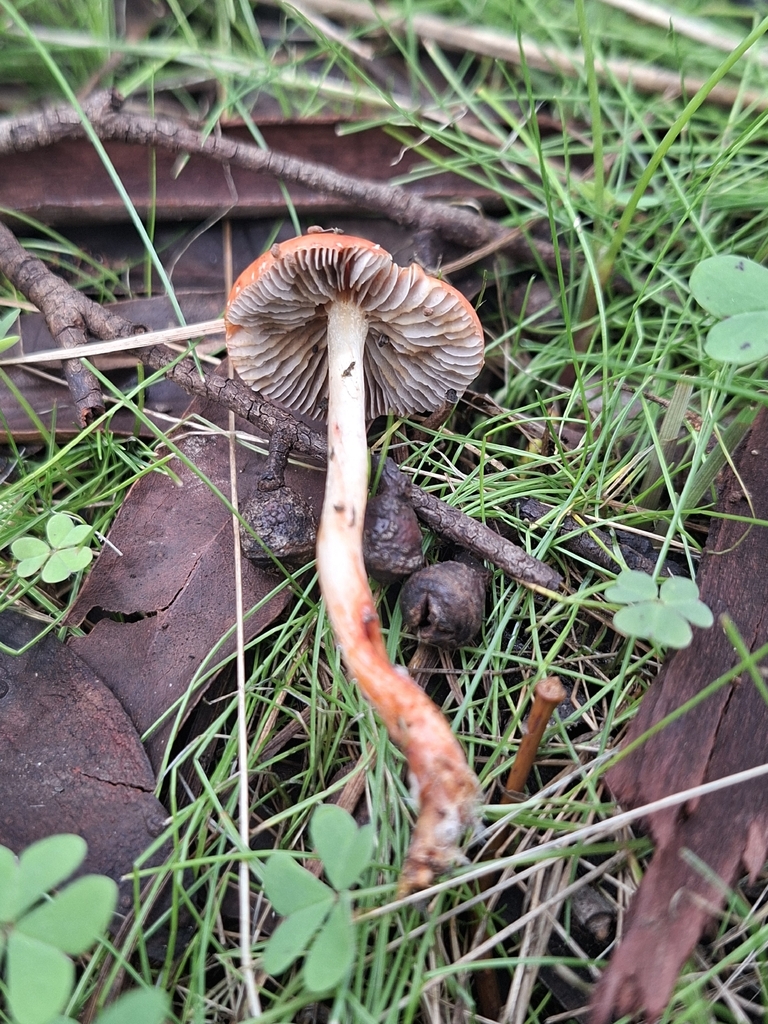 Leratiomyces ceres · May 2026 · photo: © jessbamford (iNaturalist, cc-by-sa)
