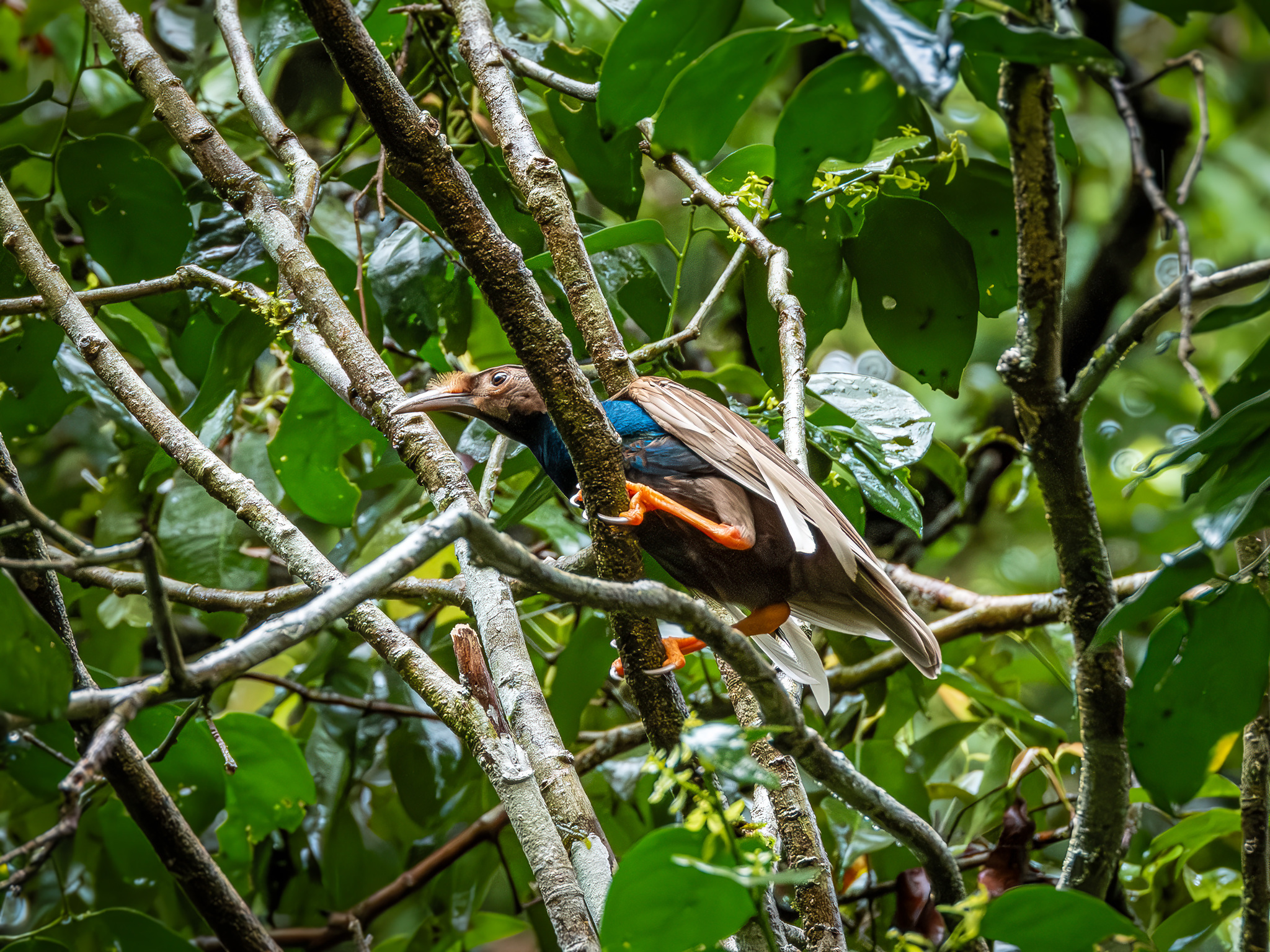 Standardwing (Semioptera wallacii), photo 7