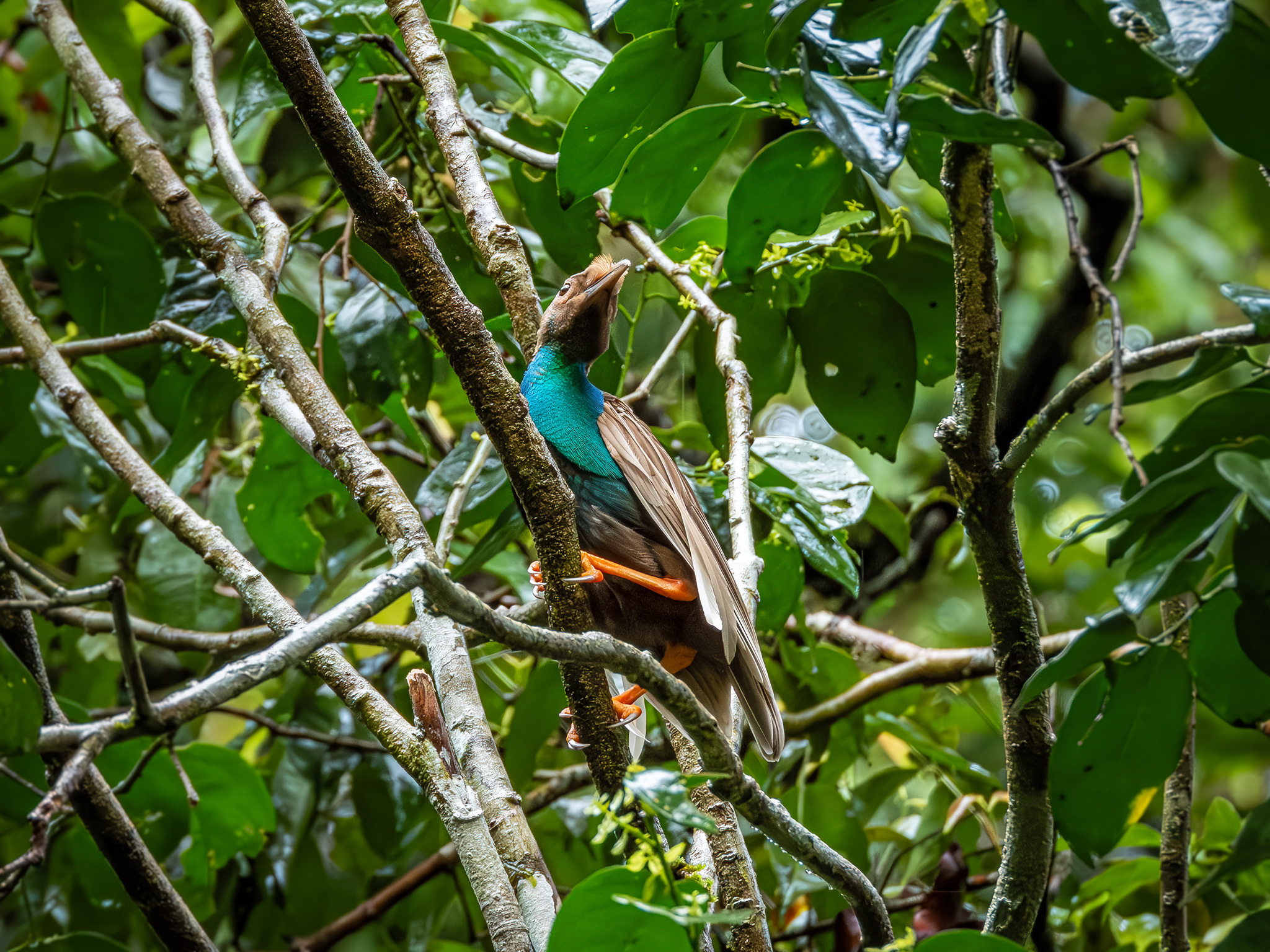 Standardwing (Semioptera wallacii), photo 2