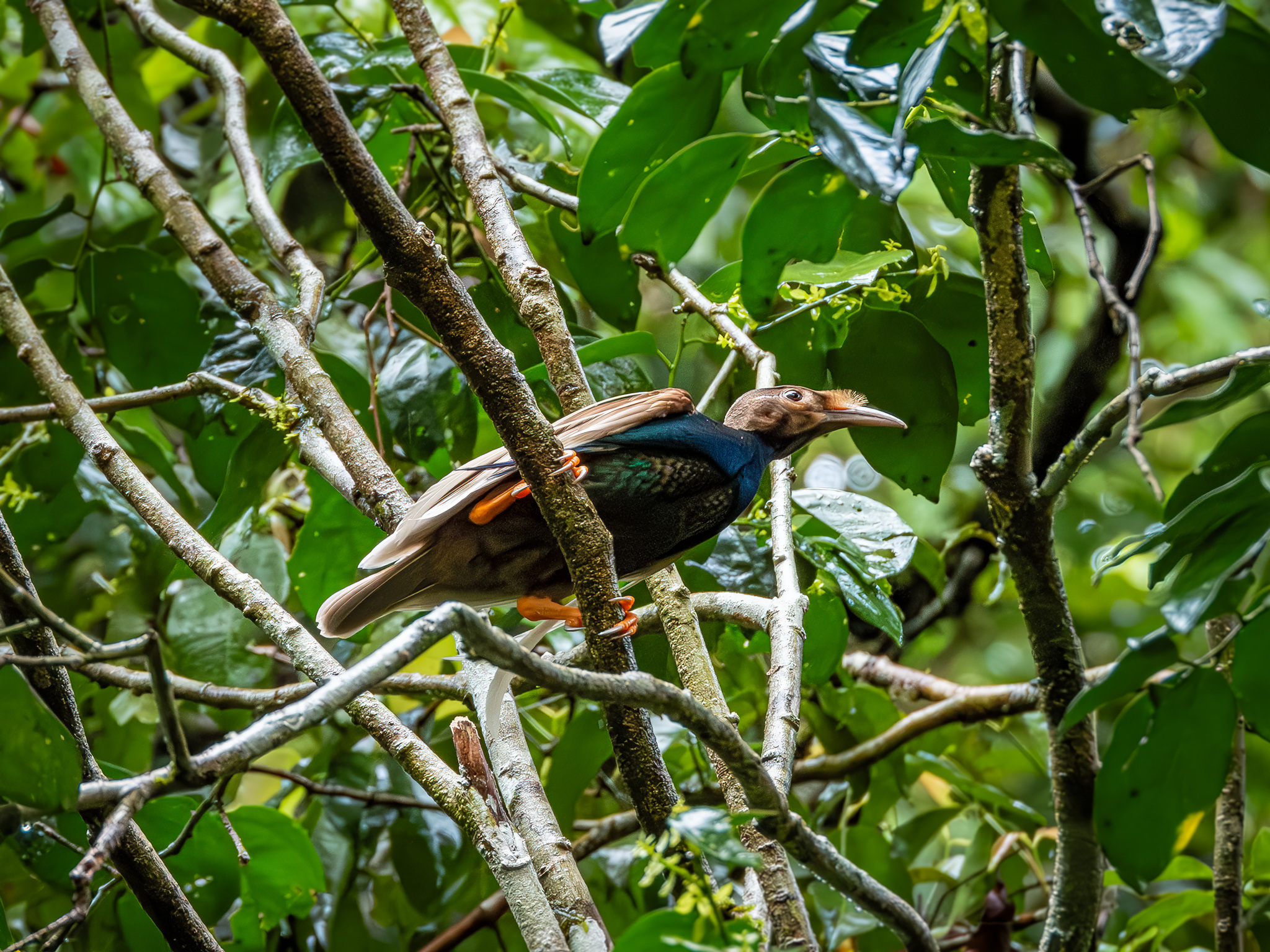 Standardwing (Semioptera wallacii), photo 1