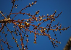 Lannea coromandelica