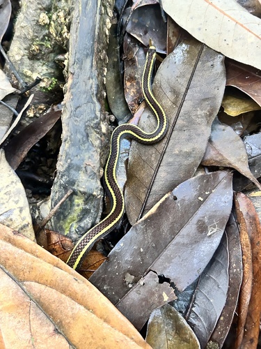 Calliophis bilineatus