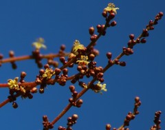 Lannea coromandelica