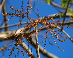 Lannea coromandelica