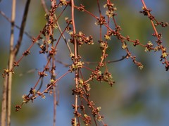Lannea coromandelica