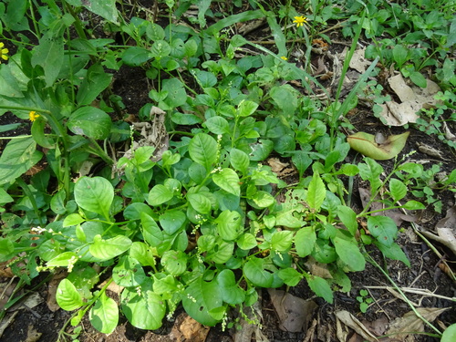 Weak jumby pepper (Microtea debilis)