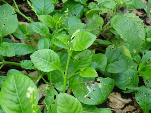 Weak jumby pepper (Microtea debilis)