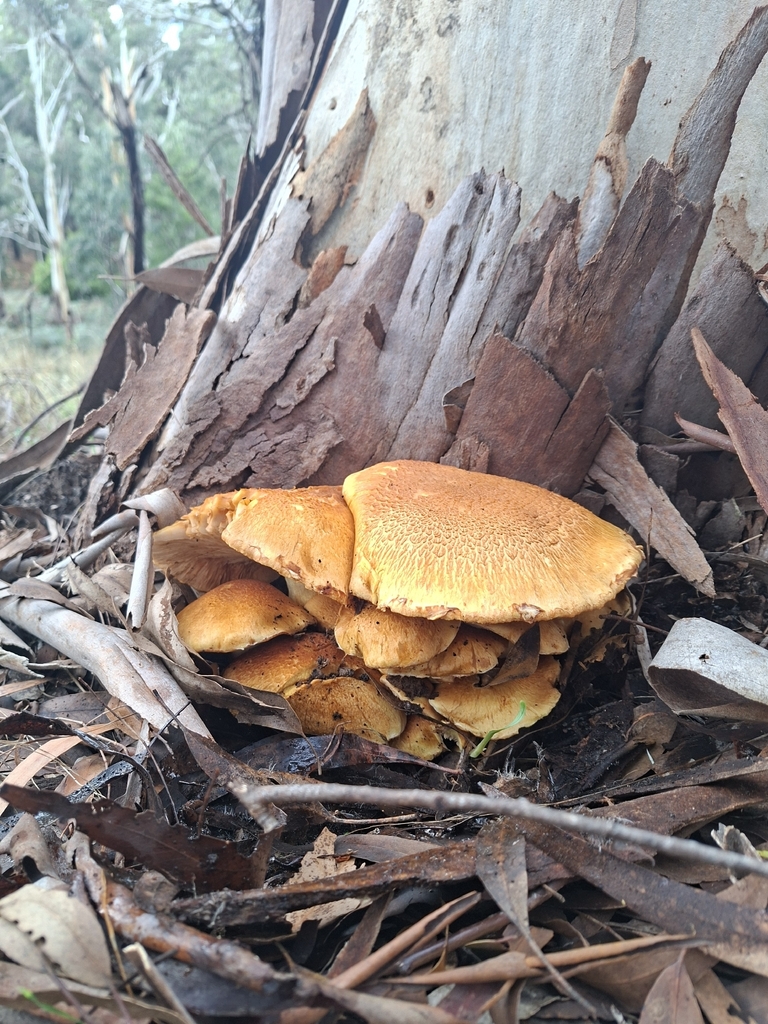 Gymnopilus junonius · May 2026 · photo: © jessbamford (iNaturalist, cc-by-sa)