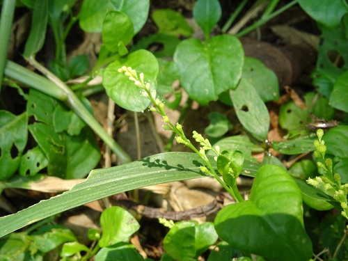 Weak jumby pepper (Microtea debilis)