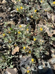 Acmispon brachycarpus