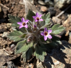 Collomia diversifolia