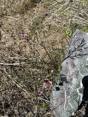 Lomatium hooveri