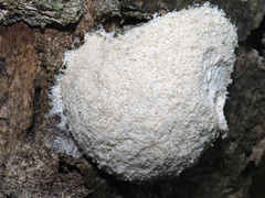 Fuligo septica candida